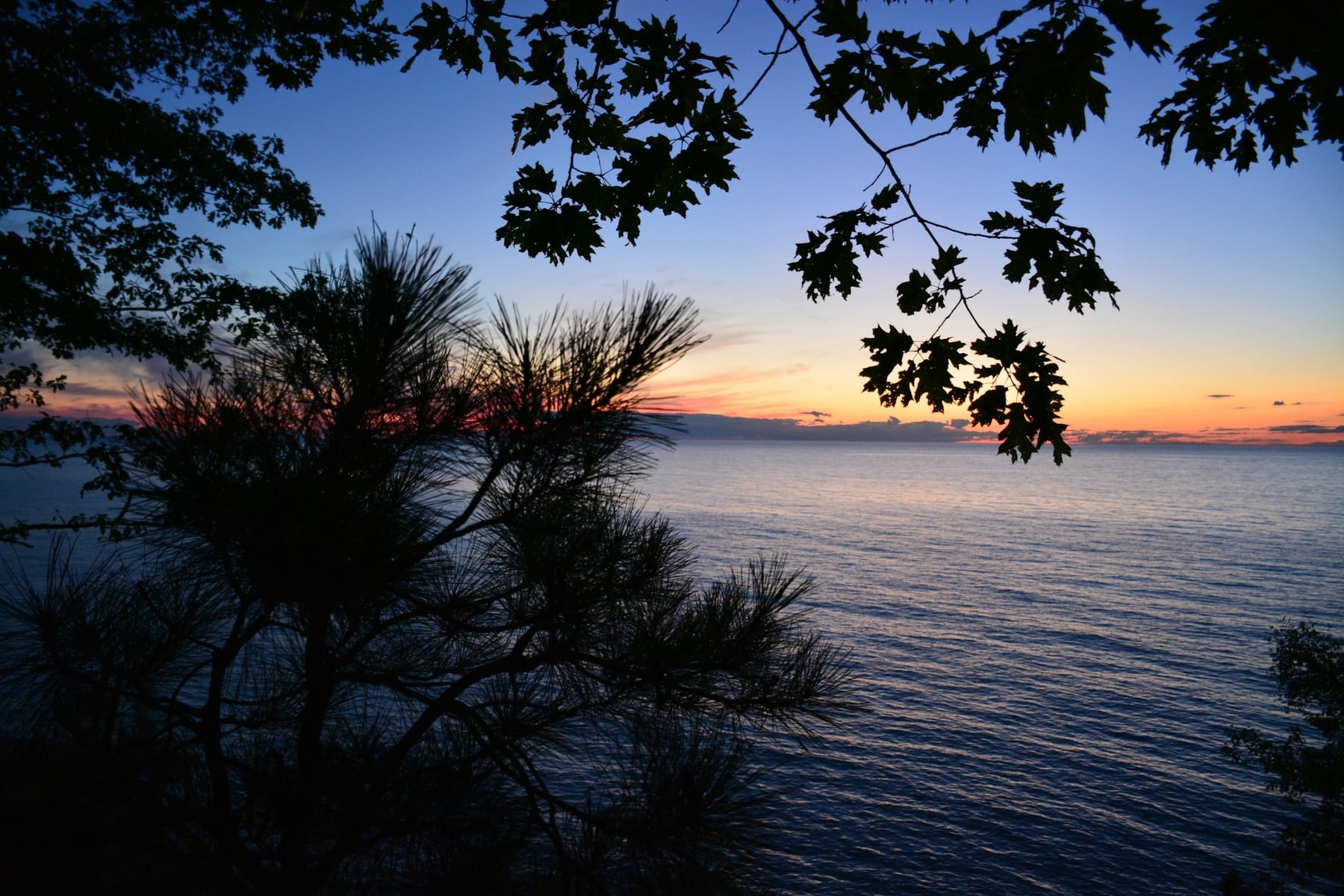 Pine and oak branches silhouetted against a lake at last light.