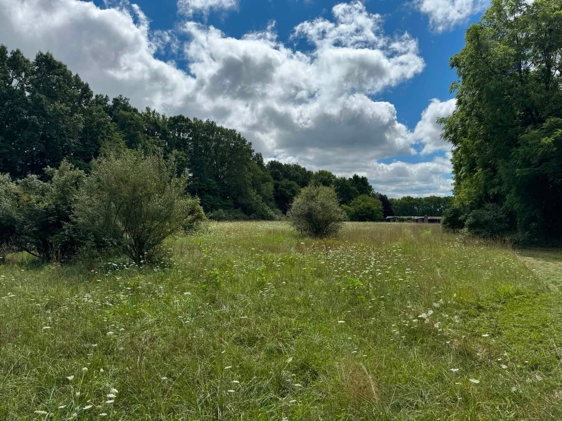 An open meadow behind a tree line, waist-high in grass and flowering weeds, with scrub bushes standing in it.